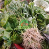 苋菜（蟹菜） 商品缩略图0