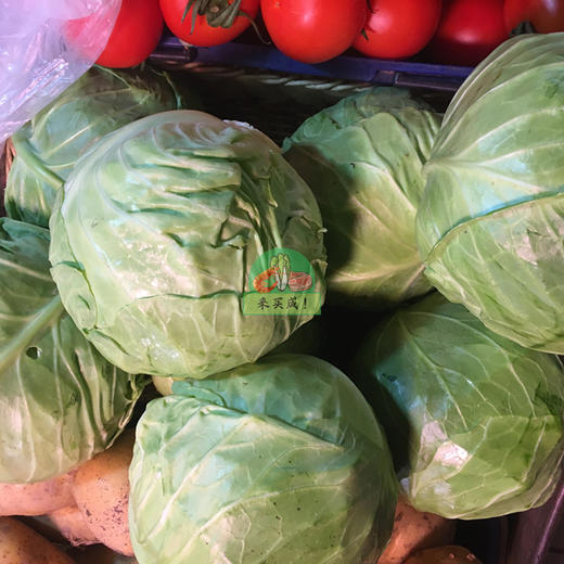 本地包菜 商品图0