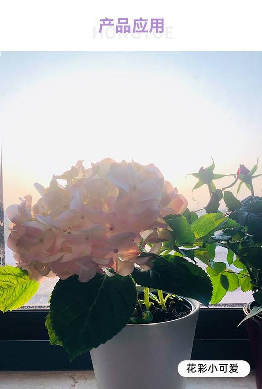 花彩小可爱绣球 商品图1