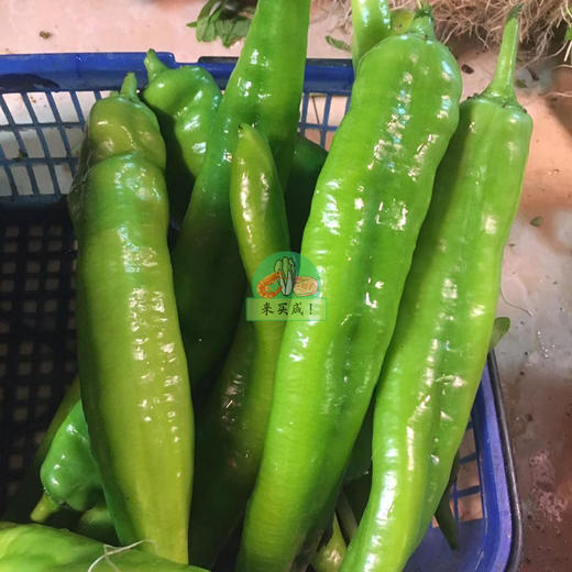 牛角椒 商品图0