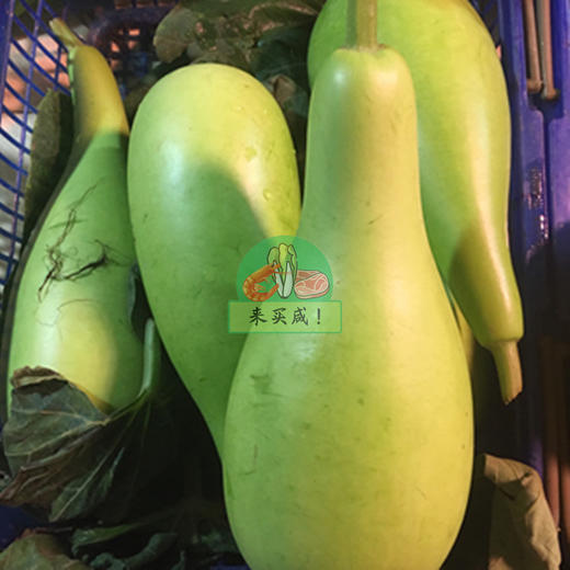 葫芦瓜  瓢瓜(bū) 商品图0