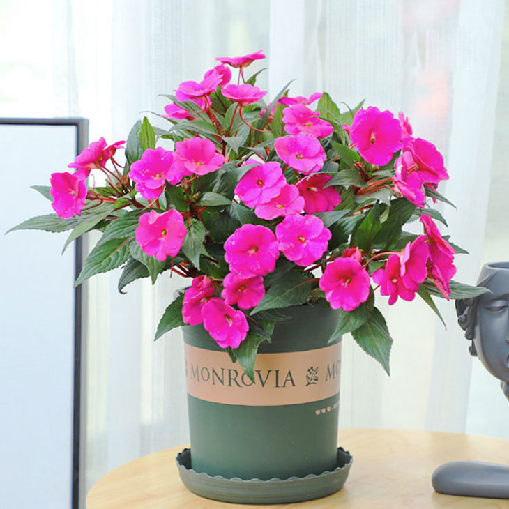 阳台花园主题凤仙花盆栽四季花卉阳台绿植室内植物好养总高约30cm盆子