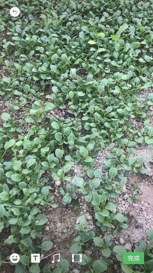 时令蔬菜套餐（8份蔬菜，每份350克，新鲜采摘） 商品图2