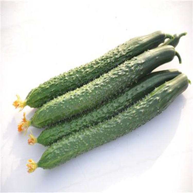 黄瓜（青瓜）