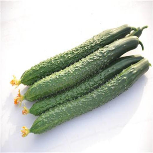 黄瓜（青瓜） 商品图0