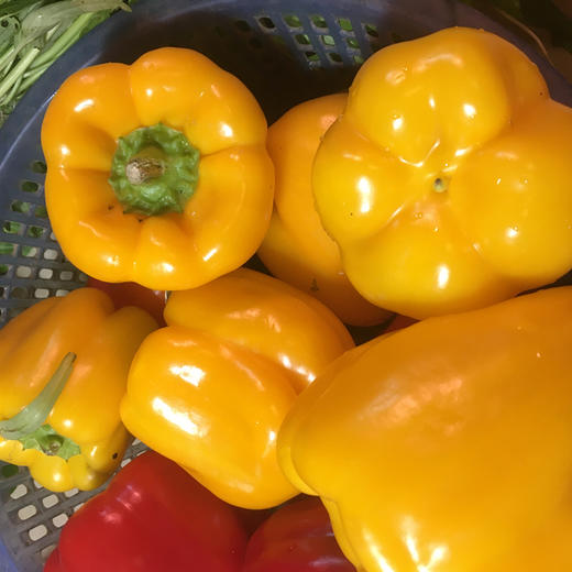 黄彩椒 商品图0