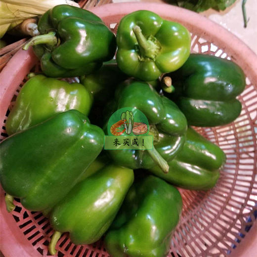青椒（菜椒） 商品图0