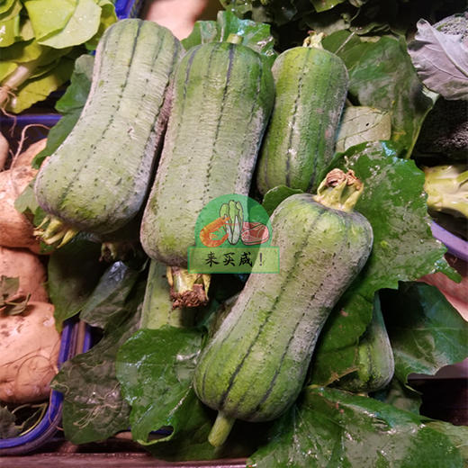 秋瓜（丝瓜） 商品图0