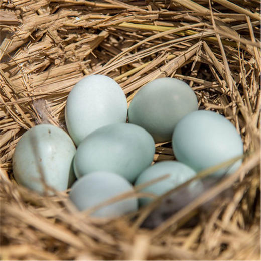 从化黑凤乌鸡鸡蛋30枚