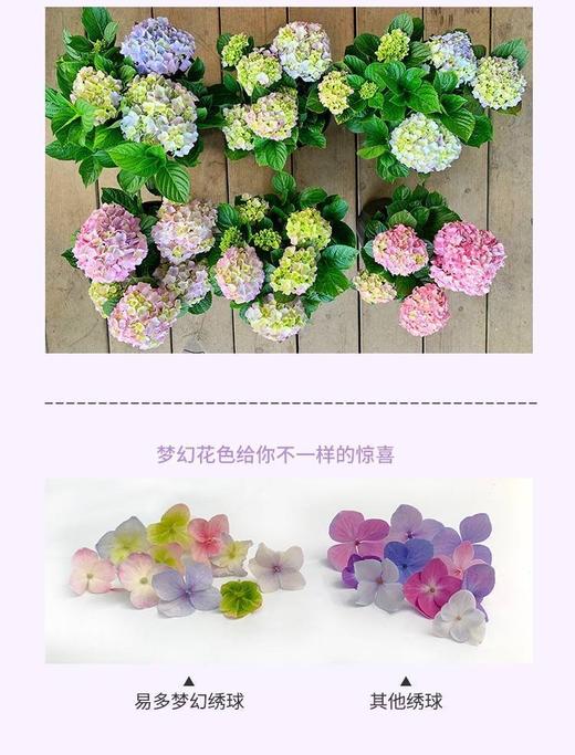 花彩小可爱绣球 商品图2