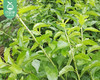 【叼鲜蔬】漳州新鲜枸杞叶/1份（约100g） 商品缩略图2