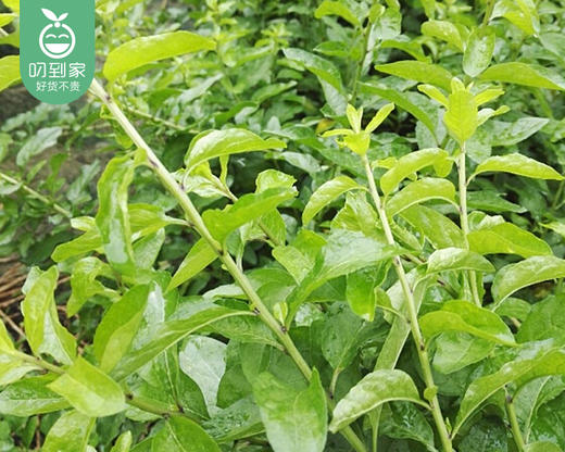 【叼鲜蔬】漳州新鲜枸杞叶/1份（约100g） 商品图2