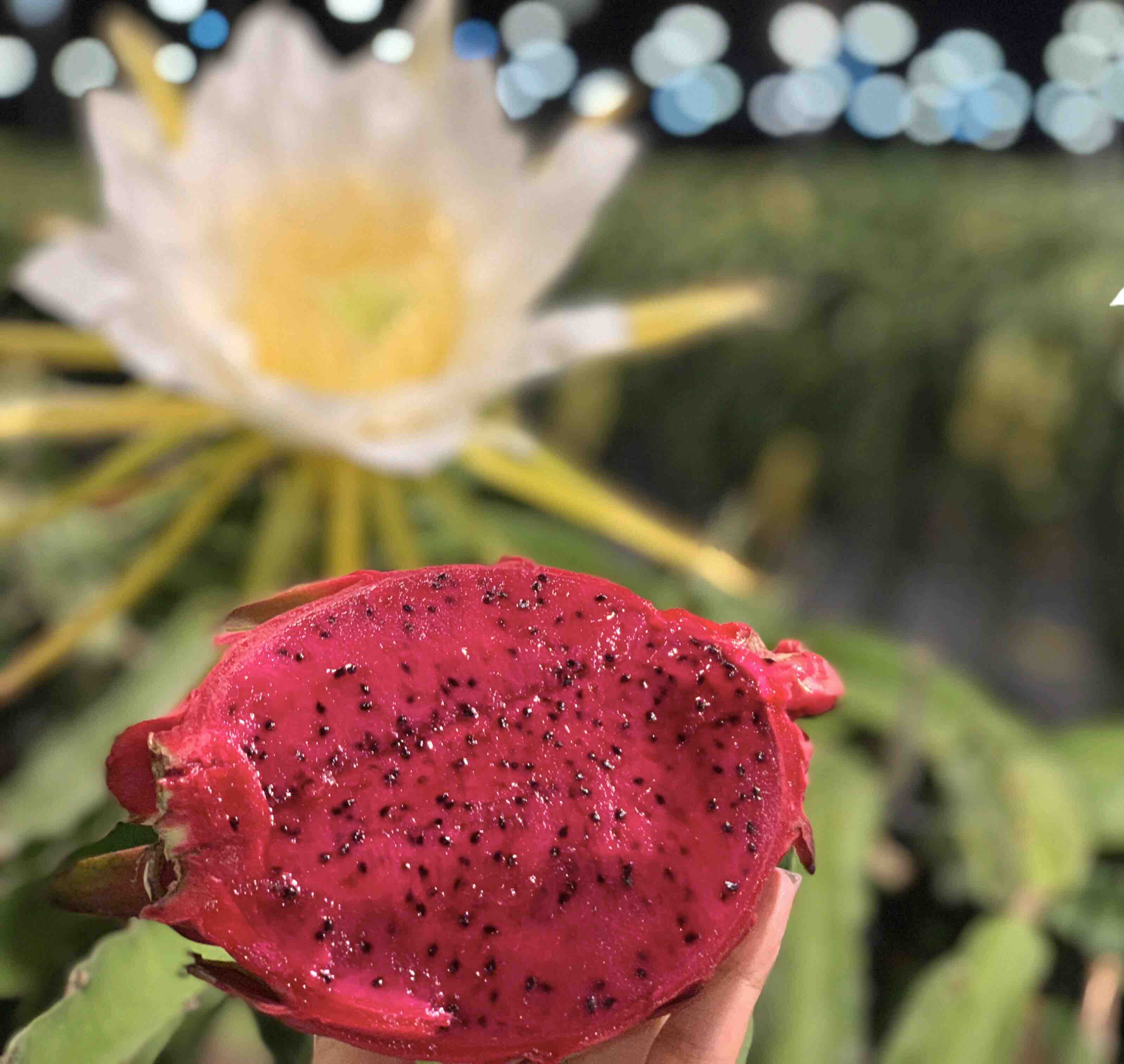 海南 树熟 圆胖子 红心火龙果  冷藏保存