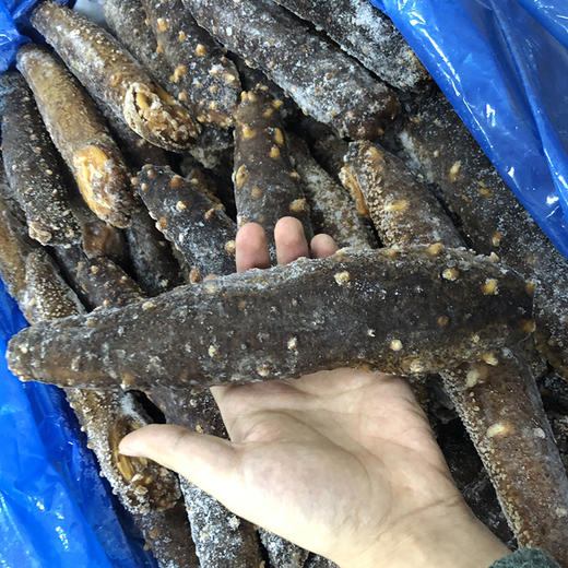 冰冻阿拉斯加冰鲜刺参海参【2磅装】一磅454克 #上海仓 商品图2