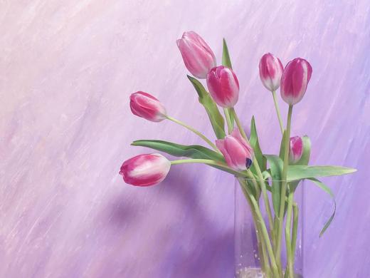 荷兰进口郁金香（10枝装） 商品图4