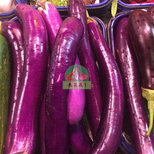 紫茄子 商品图0