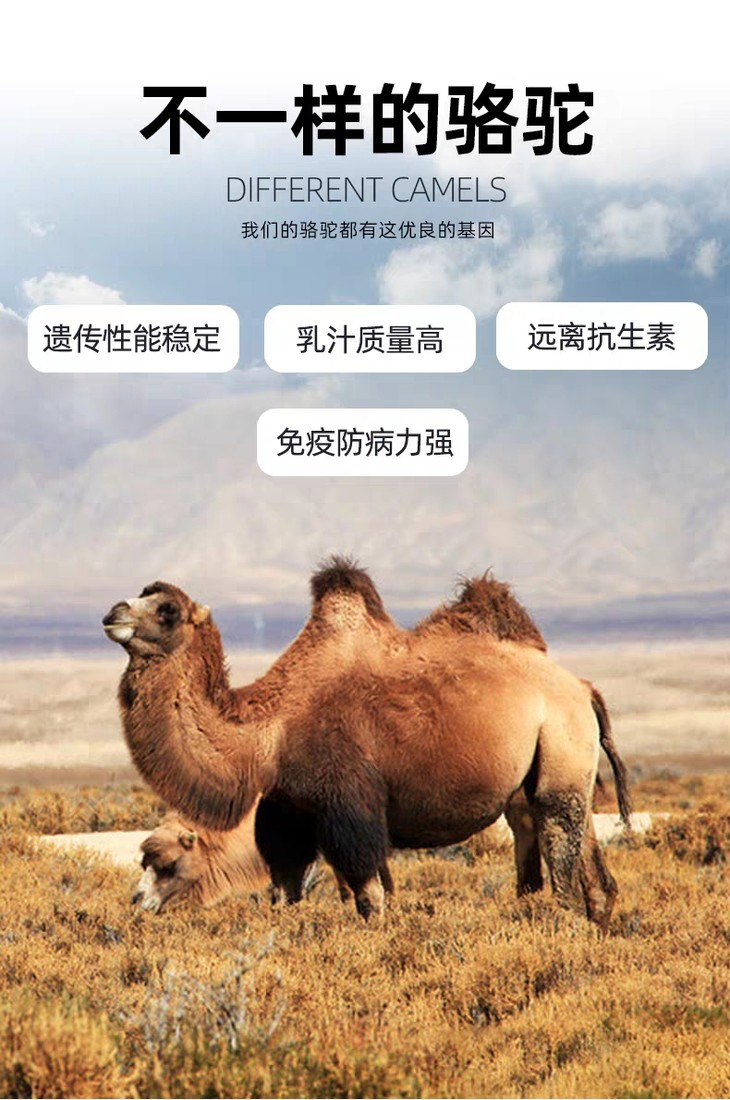 新疆伊犁那拉丝醇益生菌驼乳粉300g罐