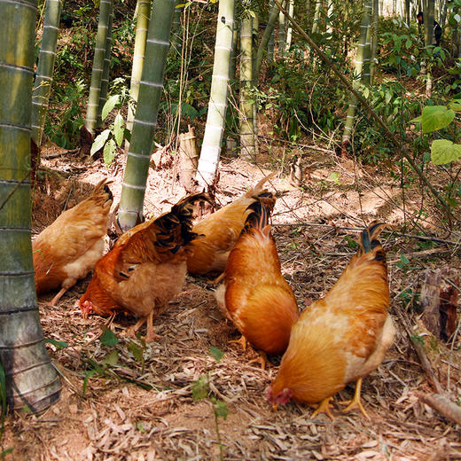 虔山 竹林飞鸡 养足300天 现杀现发 生鲜配送 - 虔心小镇商城