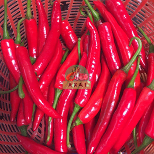 红辣椒 商品图0