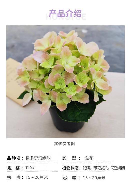 花彩小可爱绣球 商品图0