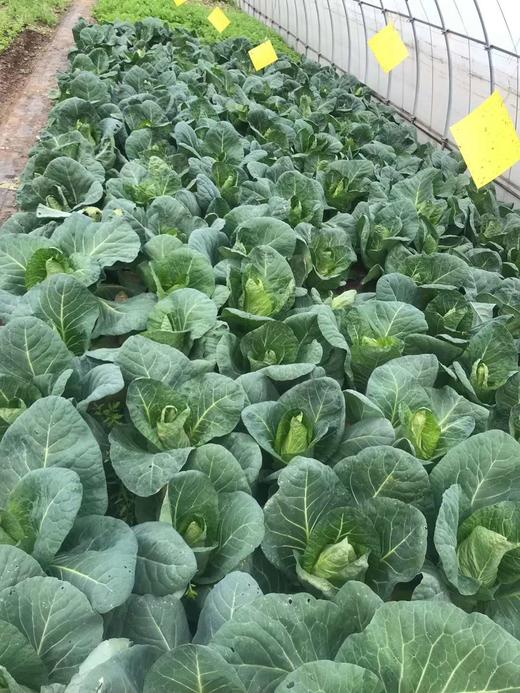 时令蔬菜套餐（8份蔬菜，每份350克，新鲜采摘） 商品图10