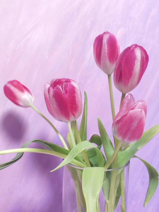 荷兰进口郁金香（10枝装） 商品图5