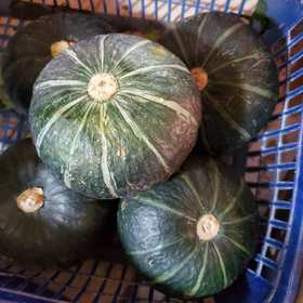 贝贝南瓜 （板栗南瓜）