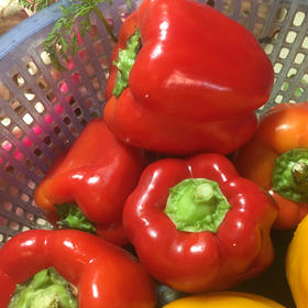 红彩椒