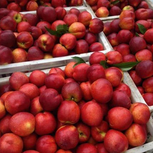 蒙陰紅油桃個大飽滿汁多甘醇營養豐富