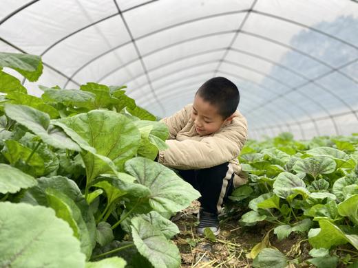 朴愿有机农场 有机冬苋菜 冬寒菜 肥美嫩滑的口感 400克 商品图12