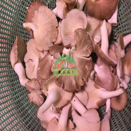 秀珍菇/平菇 商品图0