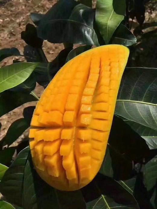 【宋大叔推荐】云南大青芒 青芒果 单果400克起 新鲜水果  包邮 商品图0