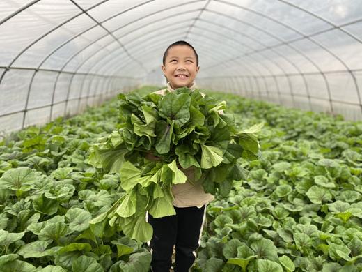 朴愿有机农场 有机冬苋菜 冬寒菜 肥美嫩滑的口感 400克 商品图10