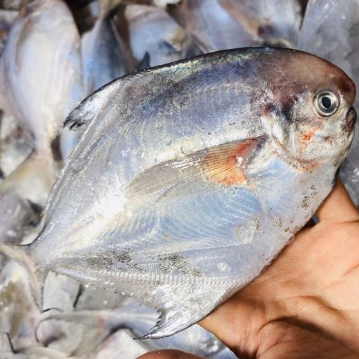 海鲜精选东山海鲜61野生活鲜白鲳鱼白鲳肉嫩无小刺鱼头都是软的含有