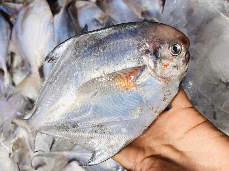 海鲜精选东山海鲜61野生活鲜白鲳鱼白鲳肉嫩无小刺鱼头都是软的含有
