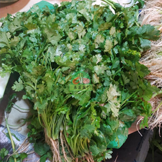 芫荽（香菜） 商品图0