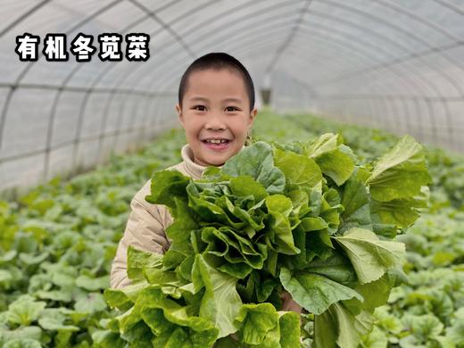 朴愿有机农场 有机冬苋菜 冬寒菜 肥美嫩滑的口感 400克 商品图1
