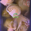 咸菜蕾（新菜） 商品缩略图0