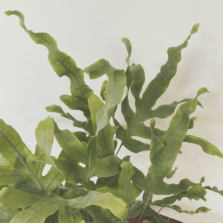 网红植物荷兰蓝星蕨贯纵厥