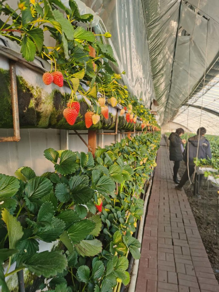 空中草莓采摘来啦坤圣园草莓采摘园成人票68元儿童票34元14以下