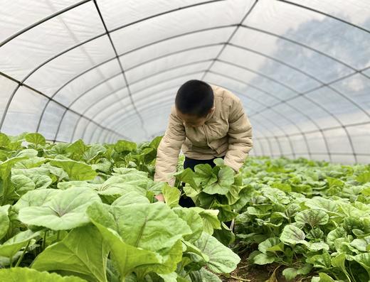 朴愿有机农场 有机冬苋菜 冬寒菜 肥美嫩滑的口感 400克 商品图2