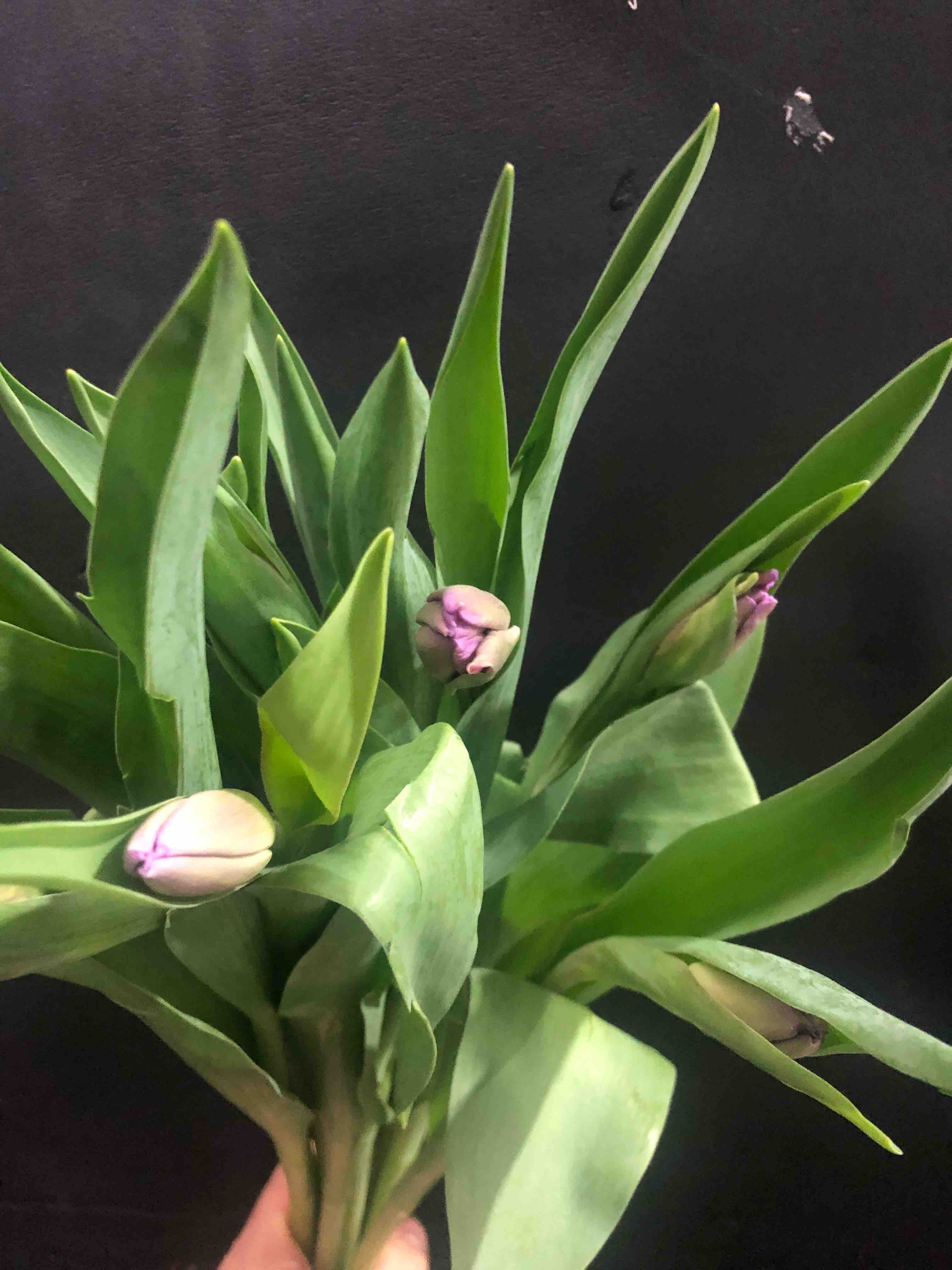 海盛郁金香-紫色-10支/扎