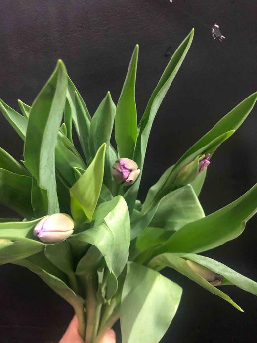 海盛郁金香-紫色-10支/扎 商品图0