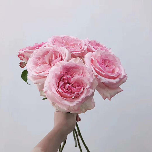 【拍市玫瑰】粉荔枝 10枝/扎  约60公分 商品图3