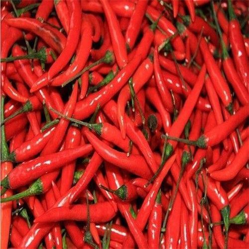 蔬菜组小米椒 商品图0