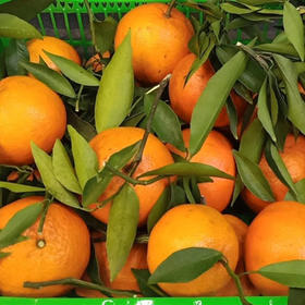 本地柑橘子