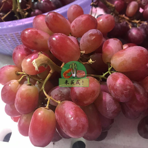 无籽葡萄 商品图0