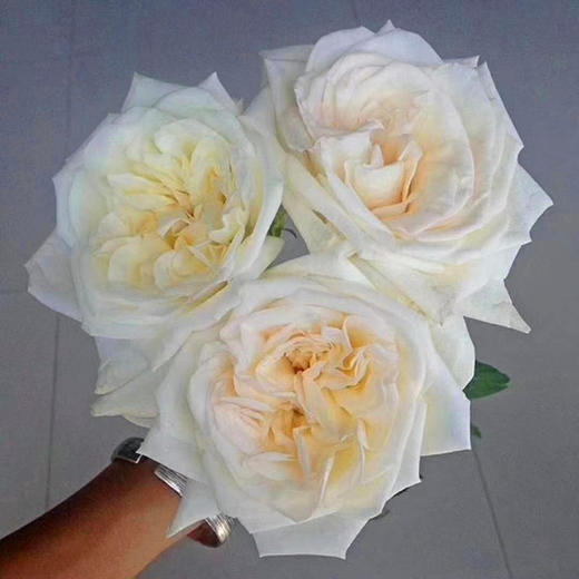 【拍市玫瑰】白荔枝 10支/扎  约60公分 商品图2