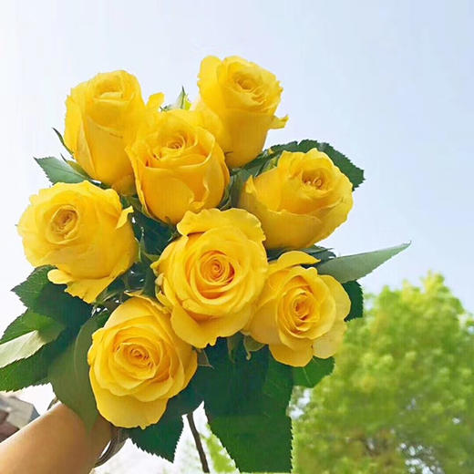 【昆明玫瑰】金枝玉叶，20支/扎  A级 商品图1