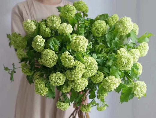 【约40公分】国产-木绣球 绿色 约3-5支/扎  C级 商品图1